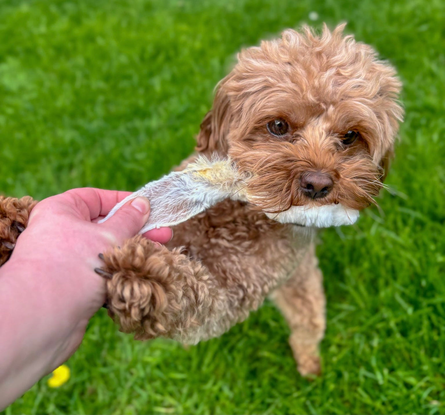 🐰 | Hairy Rabbit Ears