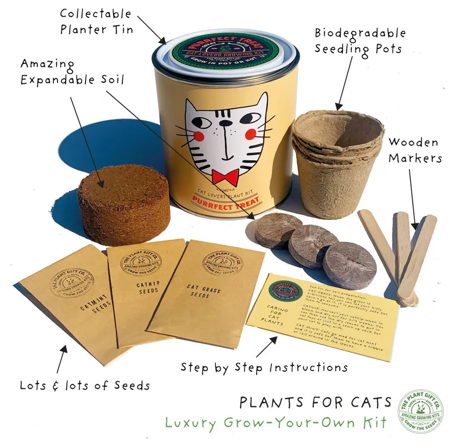 𝗣𝘂𝗿𝗿𝗿𝗳𝗲𝗰𝘁 𝗧𝗿𝗲𝗮𝘁 𝗘𝗰𝗼 𝗙𝗿𝗶𝗲𝗻𝗱𝗹𝘆 𝗚𝗿𝗼𝘄 𝗬𝗼𝘂𝗿 𝗢𝘄𝗻 𝗖𝗮𝘁-𝗙𝗿𝗶𝗲𝗻𝗱𝗹𝘆 𝗚𝗿𝗼𝘄 𝗧𝗶𝗻 𝗞𝗶𝘁