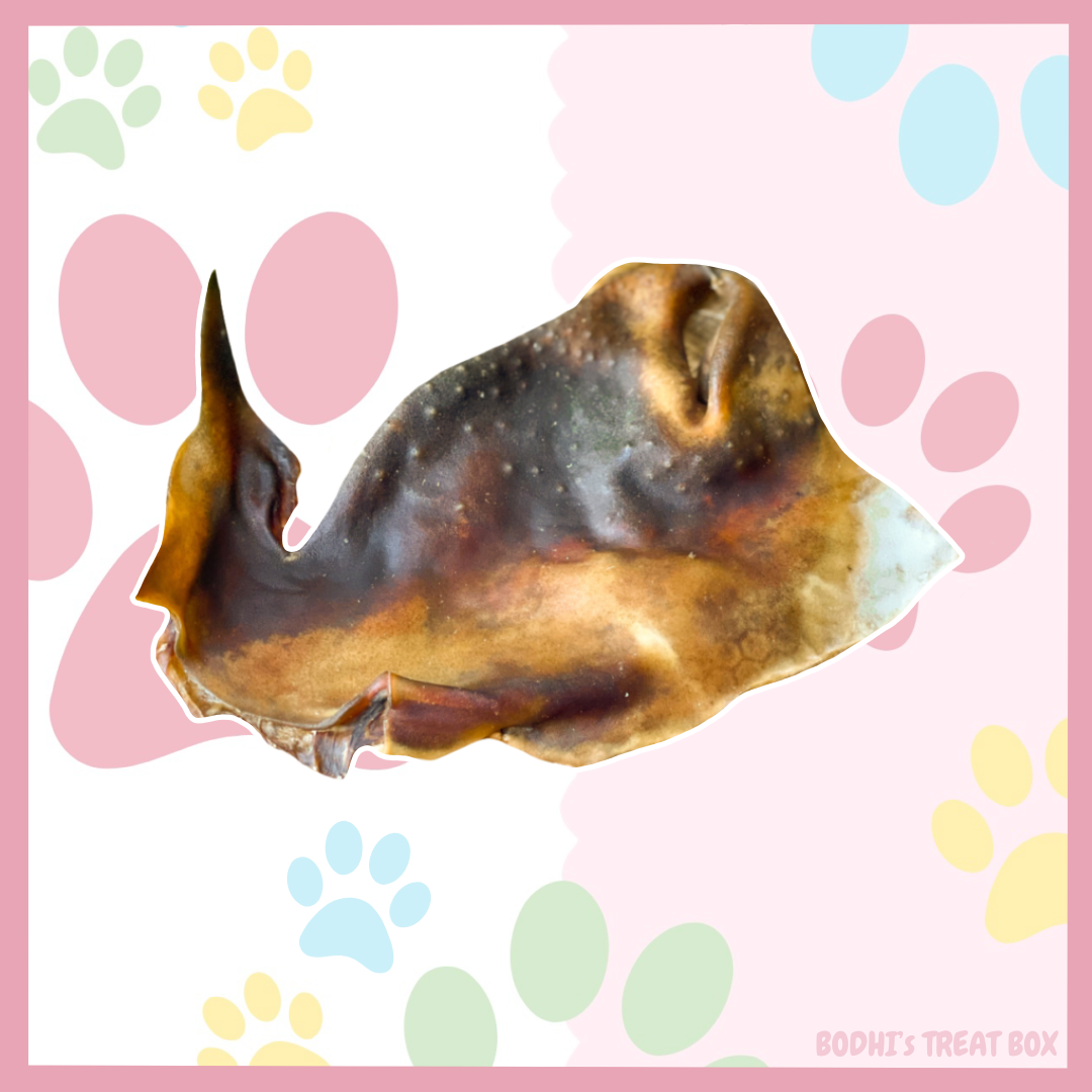 🐫 | Camel Skin Plates