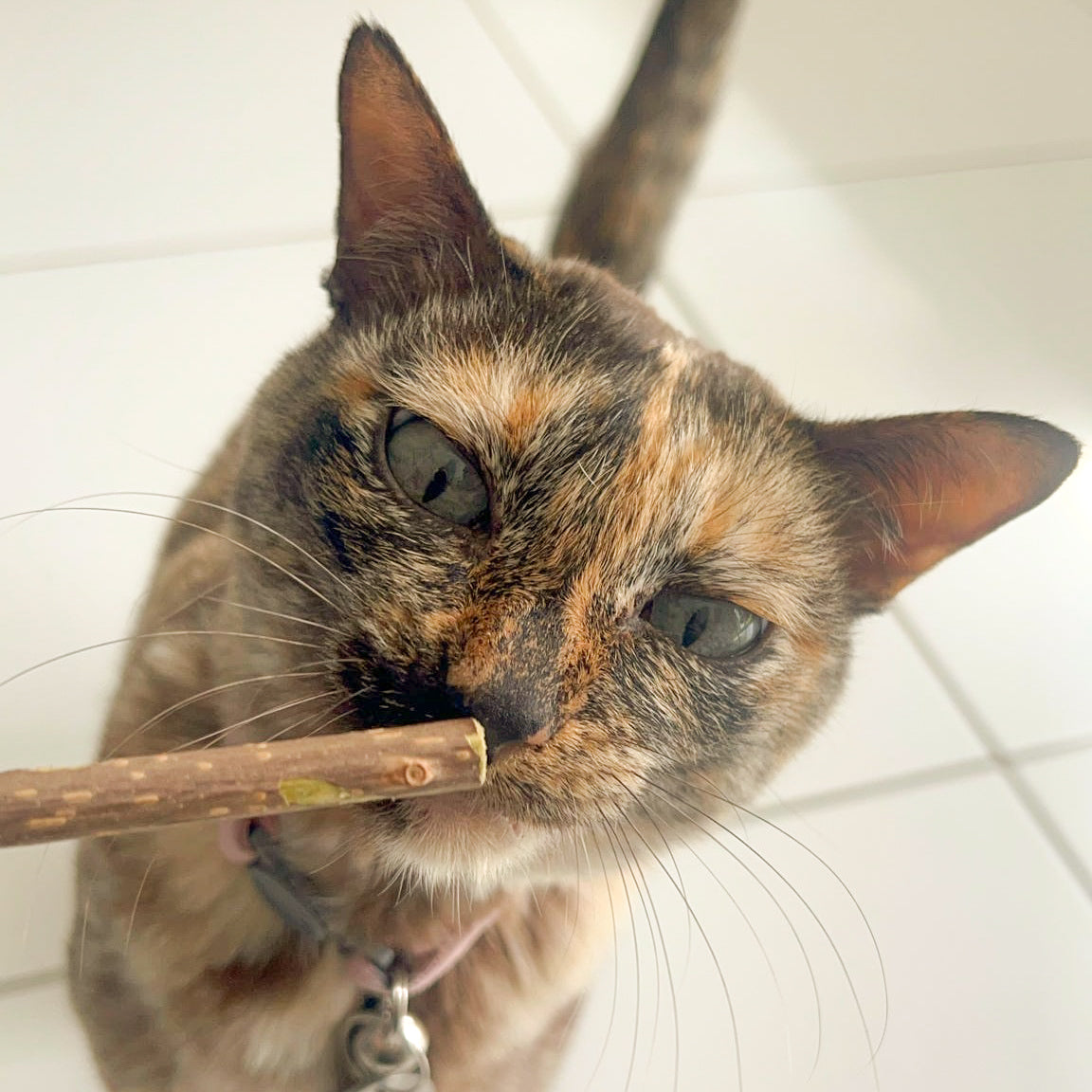 🐱 | CatNip Sticks - Pack of 3