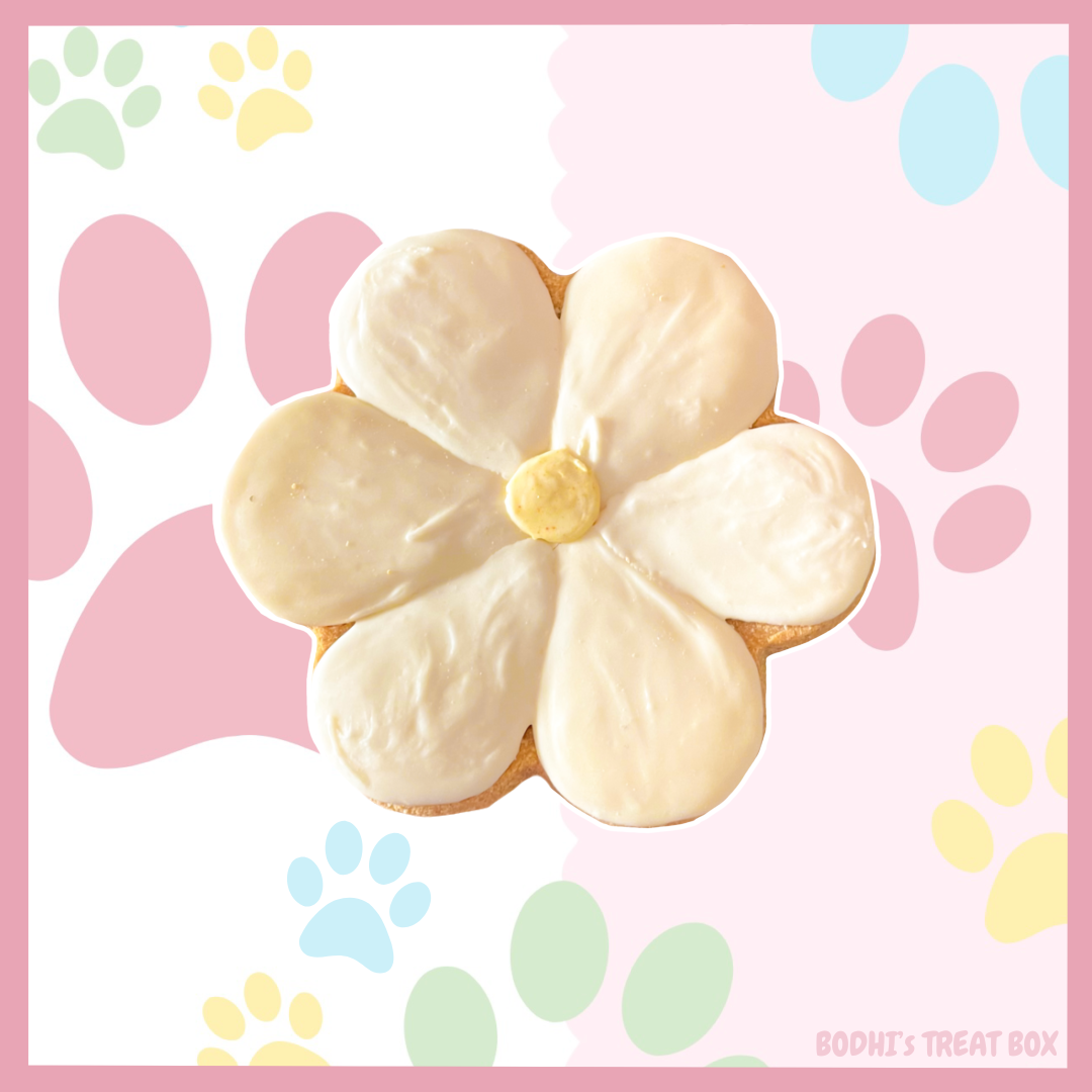 Giant Daisy Iced Biscuit for Dogs