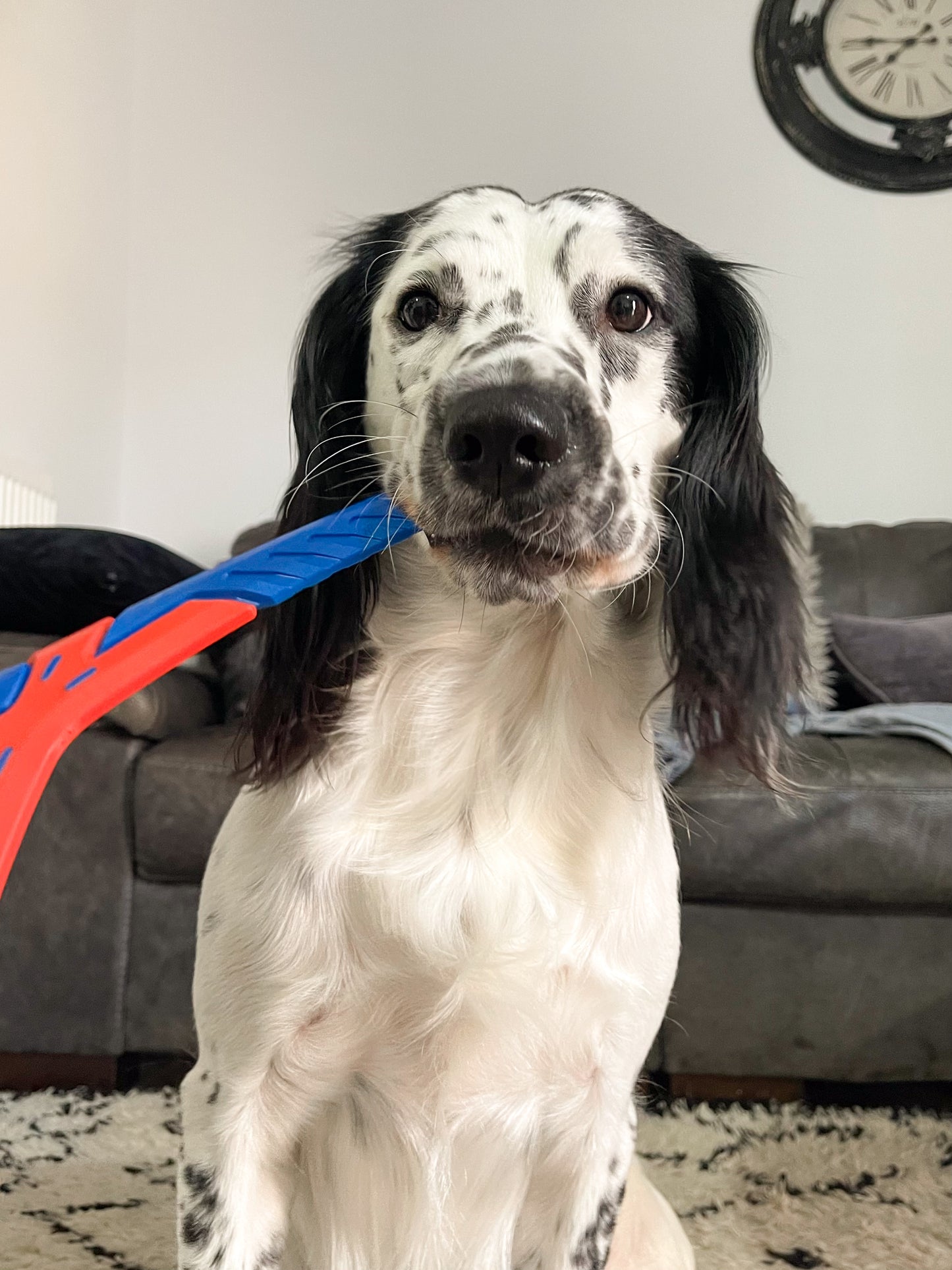 Boomerang Dog Toy