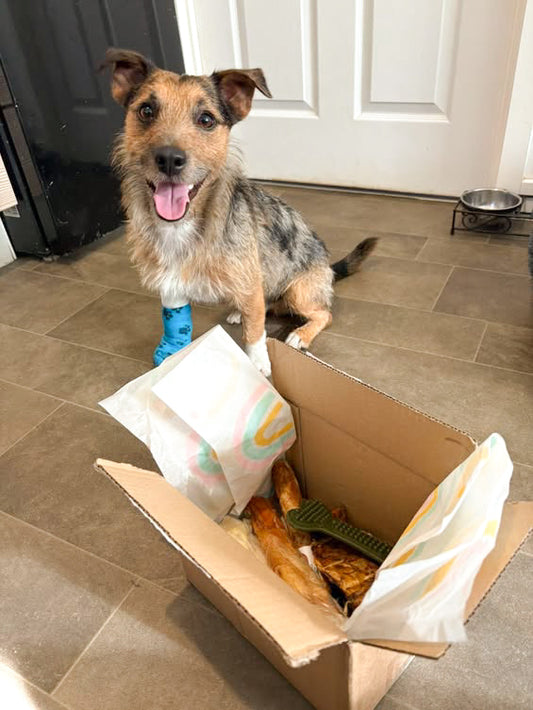 Dog Recovery boxes
