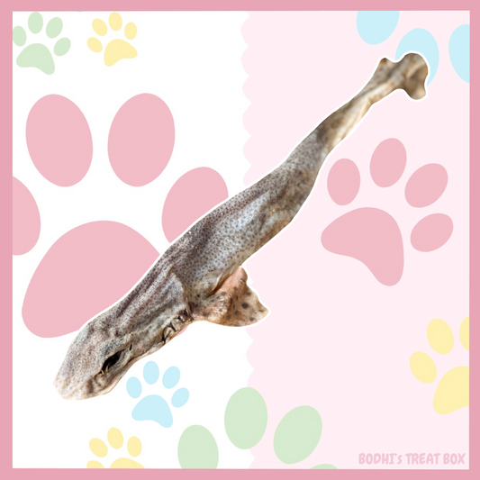 🦈 | Whole DogFish Sharks