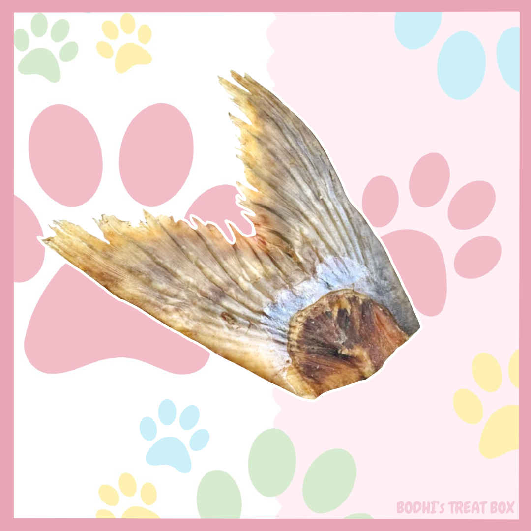🐟 | CatFish Tails