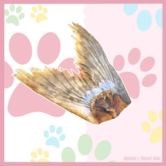 🐟 | CatFish Tails