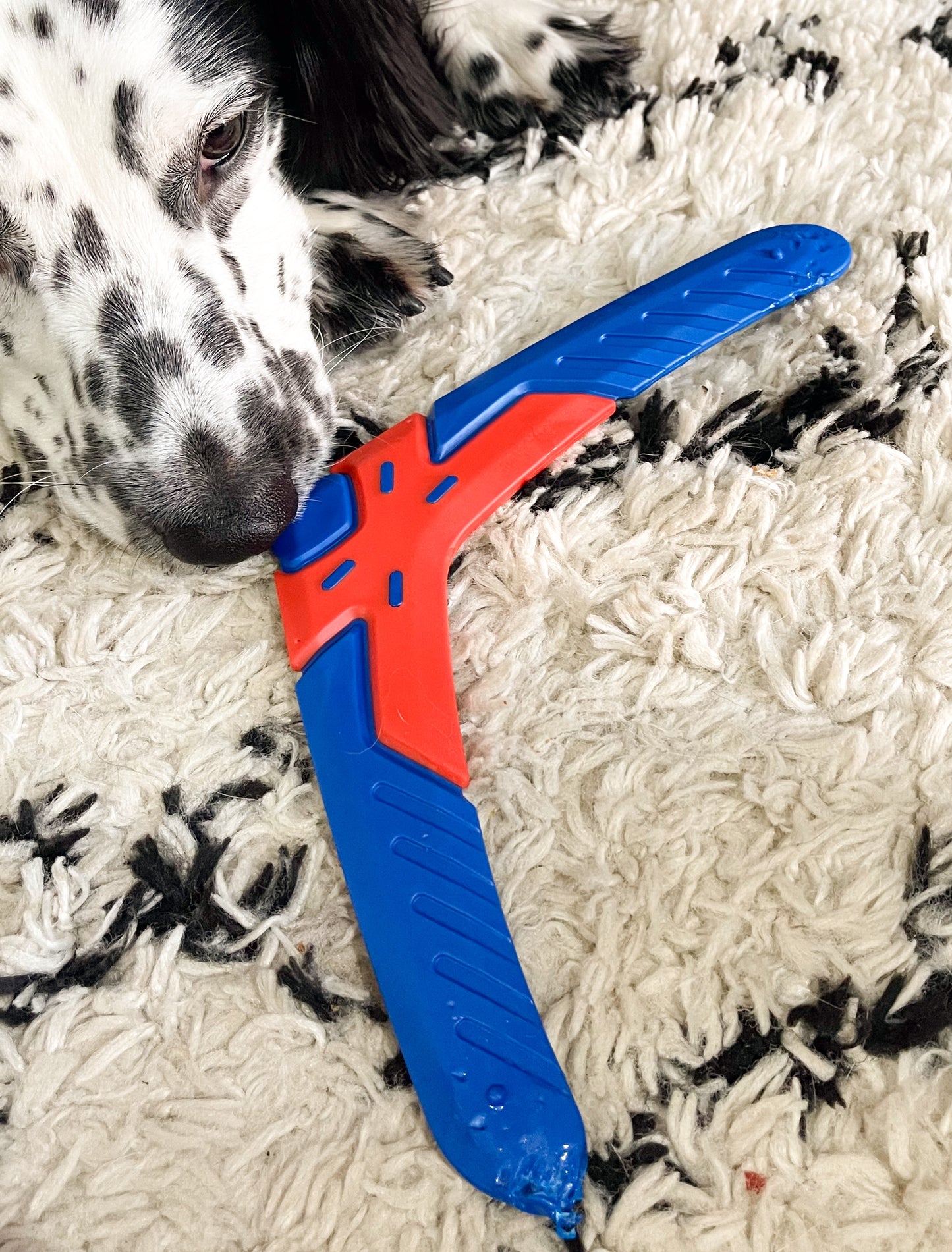 Boomerang Dog Toy